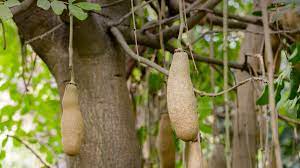 Polish sausage might need coarse grind black pepper, but a hot dog, bologna or krakowska sausage will call for a fine grind white pepper. Sausage Tree San Diego Zoo Animals Plants