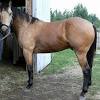 Gaited missouri foxtrotter buckskin palomino trail horse sale breeder fox trotter foxtrotters horse picture fox trotters foal sales cremello stallion breed video clip gelding photo buck skin horses pictures stallions foals. 1