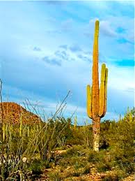 What coordinate do i use for y? Cactus Of The Southwest Cactus Photographs Wanderwisdom