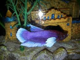 3 Betta Fish Diseases You Need To Know Betta Fish Betta Fresh Water Fish Tank