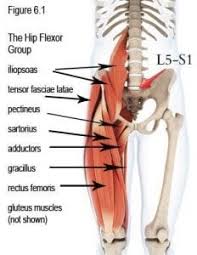 It's hard to hip flexor muscles and attachments. What You Can Do For Hip Flexor Pain City Physiotherapy Adelaide