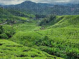 Which is the best place to visit in cameron highlands? Cameron Highlands Tea Plantation Puzzle For Sale By Fabrizio Troiani