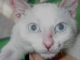 La malattia autoimmune era considerata una condizione permanente. Dermatosi Immunomediate O Autoimmuni Vetpedia L Enciclopedia Di Medicina Veterinaria
