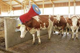Cattle And Sheep Welfare In The Uk What Consumers Should Know