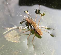 Wasserlaufer Natur