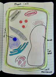 Maybe you would like to learn more about one of these? Cell Parts And Function Activities For Middle School Teaching Science With Lynda R Williams
