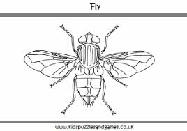 Jpg source use the download button to see the full image of fly coloring page download, and download it to your computer. House Fly Drawing For Kids