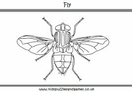 Collection of fly coloring pages that you can download and print for free. Flies Colouring Sheets Kids Puzzles And Games