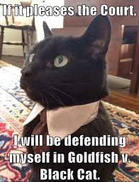 You need 10+ reddit link and comment karma to participate on /r/news, your reddit account also needs to be at least 60+ days old, this is to slow down is unnecessarily rude or provocative. 8 Lawyer Cat Ideas Crazy Cats Legal Humor Cats