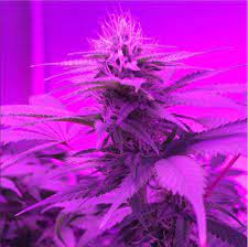 Northern Lights Day 25 Pooontastic Grown With Cirrus T500 500w Led Grow Light Http Growcirr Us Led Led Grow Lights Grow Lights Led