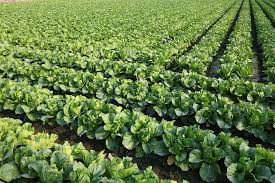image result for 高麗菜田 farm fresh edible landscaping farm