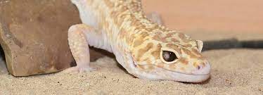 Submitted 2 years ago * by deleted. Leopard Gecko Care Sheet Advice For Owners Rspca