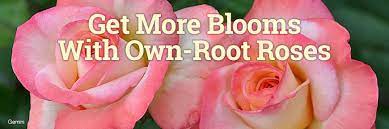 Strong, bright, and deep, generally combined with blue or violet. Shade Tolerant Roses Heirloom Roses