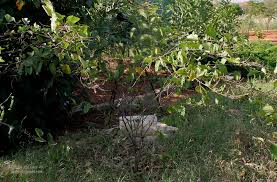 Image result for Polhillides velutina