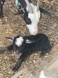 First time kidding season here 🙋🏻‍♀️ My doe delivered a single healthy  buckling 3 days ago. She's eating/drinking and acting normally, but I  noticed there is fresh blood discharge today. Is that