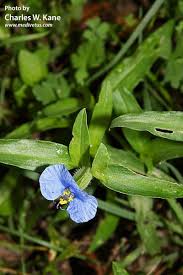 Image result for Commelina capitata