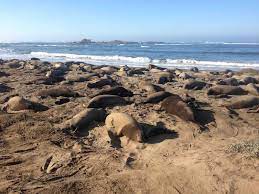 We did not find results for: Seal Viewing Seasons