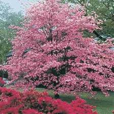 The white flowering dogwood is a hugely popular small ornamental tree native to north america. 200 Tree Pictures Best Free Tree Photos With Tree Names Spring Flowering Trees Pink Dogwood Tree Garden Trees
