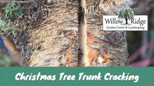 These slightly sunken, discolored areas start to lose bark from the decaying tissue. Is Christmas Tree Trunk Cracking A Problem Willow Ridge Garden Center Landscaping