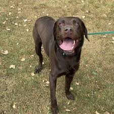 Our store also offers grooming, training, adoptions and curbside pickup. 7uvljihxobsxhm