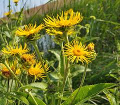 Image result for Inula