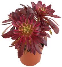 Check spelling or type a new query. Aeonium Mardi Gras Rosettendickblatt Fangblatt Karnivorenshop