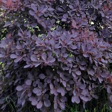 V roce 2011 byla na veletrhu novinek plantarium v holandsku poprvé představena tato zakrslá odrůda ruje vlasaté. Cotinus Coggygria