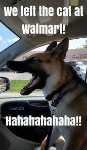 27 funny cat and dog memes that are just purrfection #funnycats #funnydogs #funnyanimals #funnymemes #animalpics. Pin On Puppy Love