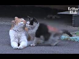 Stray Cat Became A Mom To A Severely Wounded Kitten To Help Him Survive Animal In Crisis Ep109 Youtube Animals Beautiful Cats Pictures Cute Animals