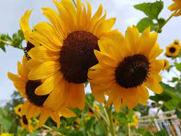 Golden Yellow Sunflower Sunflower Flower Yellow Sunflower Flower Garden Design