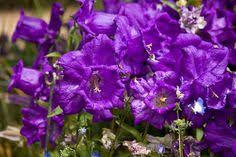 Purple Daffodils Spring Planting Flowers Daffodil Flower Pictures Daffodils