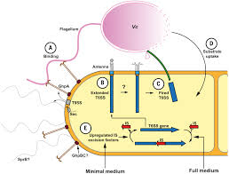 Mechanism of bacterial predation via ixotrophy | Science