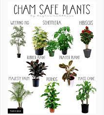 We did not find results for: Is This Plat Ok For Chameleons Chameleon Forums