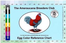 Ameraucana Egg Color Reference Chart Chicken Egg Colors