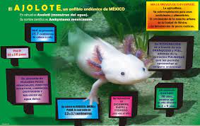 Pin De Mira Tu Mexico En Infografias Y Postales 2017 Mexico Peces Exoticos Anfibio Ajolote