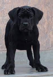 Import Bloodline Cane Corso Puppy For Sale Showline Cane Corso Pup Video Top Cane Corso Quality Akc Breeds Cane Corso Guard Dogs