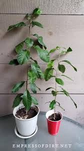 Once the tree finally begins producing fruit, they take 7 to 8 months to ripen. How To Grow Lemon Trees From Seed Other Citrus Fruits
