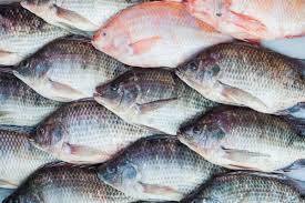 Ternak Ikan Nila Menjadi Mudah Dengan 5 Tahap Ini Pak Tani Digital