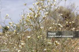 Image result for Rhigozum trichotomum