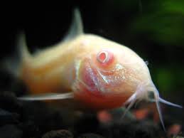 Betta Tankmates 7 Things You Must Consider Fish Care