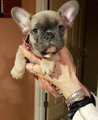 Favorite this post jul 2. French Bulldog Puppies For Sale Phoenix Az 297937