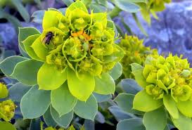 Image result for Euphorbia plenispina