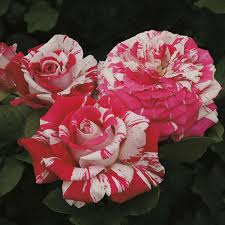 The flower pot men lyrics provided by songlyrics.com. Neil Diamond Hybrid Tea Rose