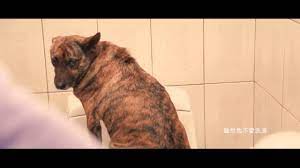 台灣流浪狗與青菜笠的故事 up to you and the stray dogs of taiwan dogs stray dog stray