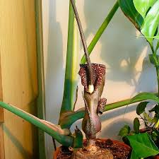 Image result for Sauromatum venosum