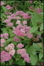 By now you already know that, whatever and, if you just want to treat yourself and splash out on the most expensive version, aliexpress will always make sure you can get the best price for. 67 Summer Flowering Shrubs For Colorado Ideas Flowering Shrubs Shrubs Plants