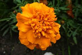 Terdapat sekitar 100 jenis lantana. Tagetes Erecta Tanaman Hias Herba Pengendali Hama Yang Tak Disukai Nyamuk Klik Hijau