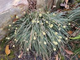 Image result for Carex johnstonii