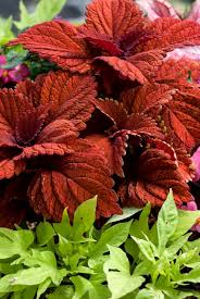 Image result for Coleus autranii