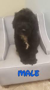 Check spelling or type a new query. Mixed Puppies For Sale Merritt Island Fl 138069